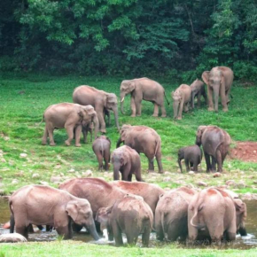 The Svarga resort Munnar
